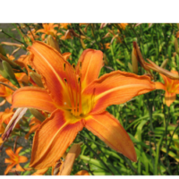 Liliowiec rdzawy - Hemerocallis fulva 'Europa'