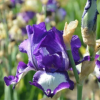 Kosaciec bródkowy - Iris germanica 'Stepping Out'