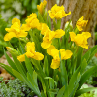 Kosaciec karłowy- Iris pumila 'Brassie'