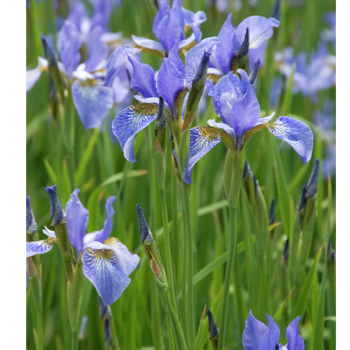 Kosaciec syberyjski- Iris sibirica 'Blau'