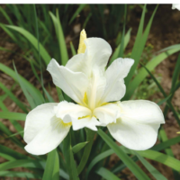Kosaciec syberyjski - Iris sibirica 'Weiss'