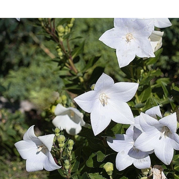 Dzwonek karpacki - Campanula carpatica 'Weisse Clips'