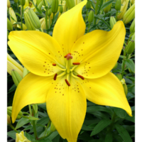 Lilia - Lilium 'Ilse Yellow'