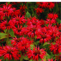 Pysznogłówka - Monarda hybrida 'Bee-Merry'