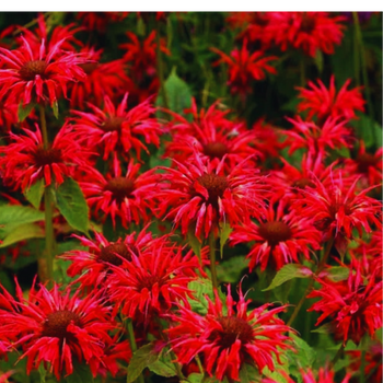 Pysznogłówka - Monarda hybrida 'Bee-Merry'