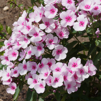 Floks wiechowaty - Phlox paniculata 'Early Pink'