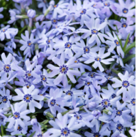 Floks szydlasty - Phlox subulata 'Fabulous Blue Dark Center'