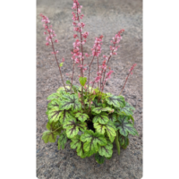 Żuraweczka - Heucherella 'Tapestry'