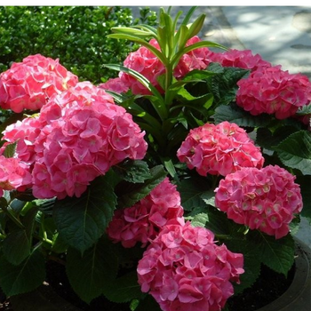 Hortensja Ogrodowa – Hydrangea Macrophylla 'Leuchtfeuer'