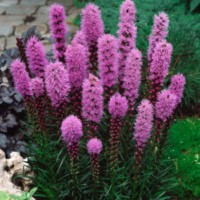 Liatra Kłosowa Fioletowa – Liatris Spicata 1 Szt.