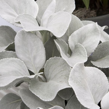Starzec – Senecio 'Angel Wings'
