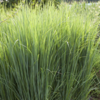 Proso Rózgowate – Panicum Virgatum 'Northwind'