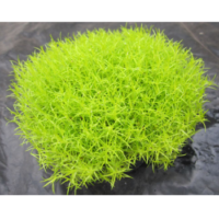 Karmnik Ościsty – Sagina Subulata 'Aurea'