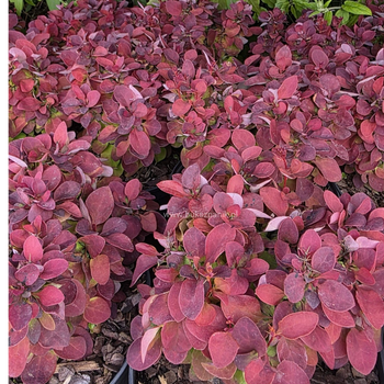 Berberys Thunberga – Berberis Thunbergii 'Deep Purple' (R)