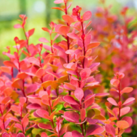 Berberys Thunberga – Berberis Thunbergii 'Florence' (R)