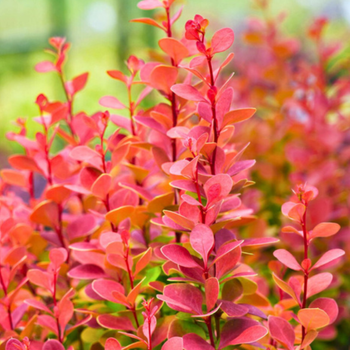 Berberys Thunberga – Berberis Thunbergii 'Florence' (R)