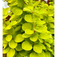 Berberys Thunberga – Berberis Thunbergii 'Neon Gold' (R)