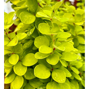 Berberys Thunberga – Berberis Thunbergii 'Neon Gold' (R)