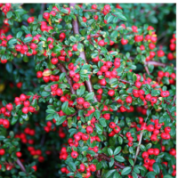 Irga Pozioma - Cotoneaster Horizontalis
