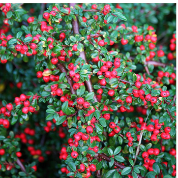 Irga Pozioma - Cotoneaster Horizontalis