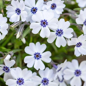 Floks Szydlasty - Phlox Subulata 'Bavaria'