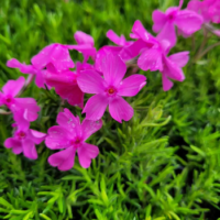 Floks szydlasty 'Drummond Pink' (Phlox subulata) – sadzonka