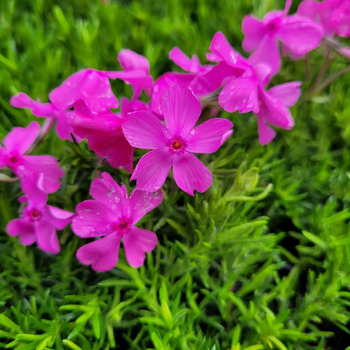 Floks szydlasty 'Drummond Pink' (Phlox subulata) – sadzonka