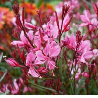 Gaura 'Siskiyou Pink' (Gaura lindheimeri) – sadzonka