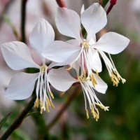 Gaura Lindheimera – bylina do ogrodu