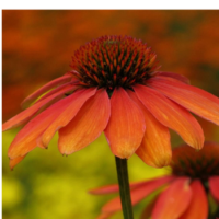 Jeżówka Purpurowa Echinacea Purpurea 'Skipper Orange'