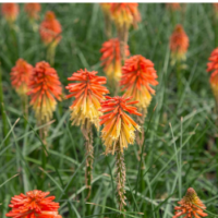 Trytoma Groniasta 'Poco Daybreak' - Kniphofia 'Poco Daybreak'