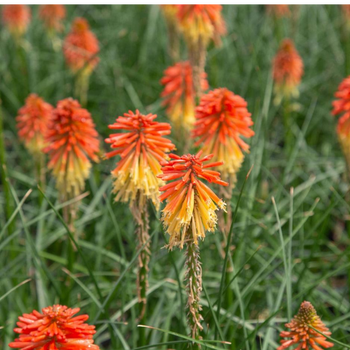 Trytoma Groniasta 'Poco Daybreak' - Kniphofia 'Poco Daybreak'