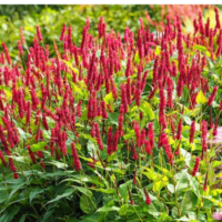 Rdest himalajski 'Ample Vibrant Red' (Persicaria amplexicaulis) – sadzonka