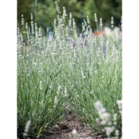 Lavandula X Intermedia Exceptional Lawenda Pośrednia