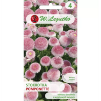 Stokrotka pospolita 'Pomponette' różowa